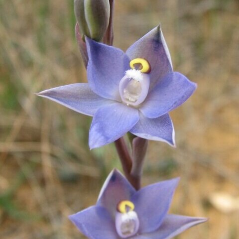 Thelymitra pauciflora unspecified picture