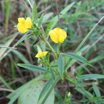 Stylosanthes biflora unspecified picture