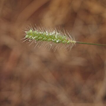 Setaria surgens unspecified picture