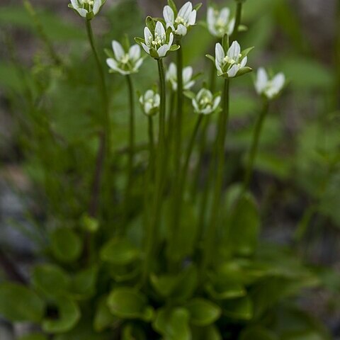 Parnassia kotzebuei unspecified picture