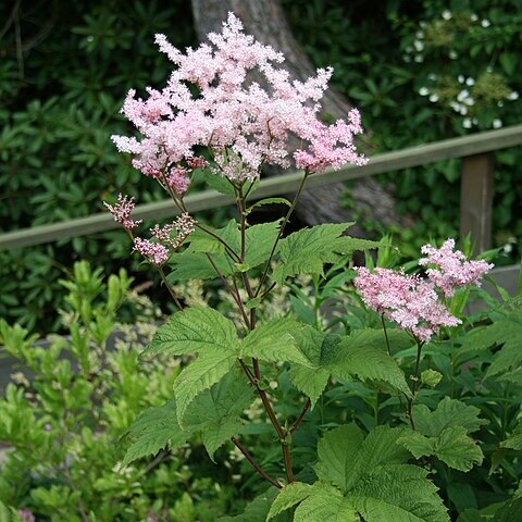 Filipendula glaberrima unspecified picture