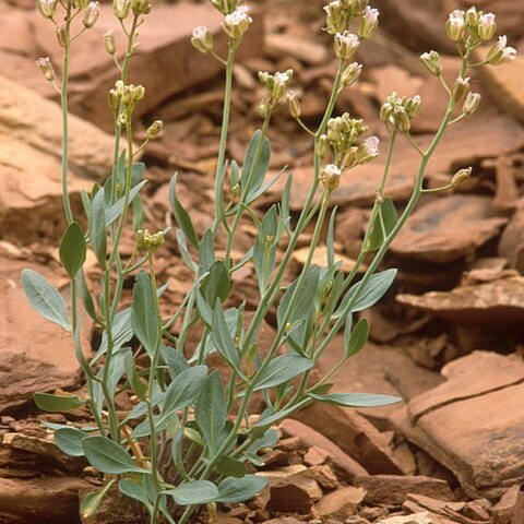 Hesperidanthus barnebyi unspecified picture