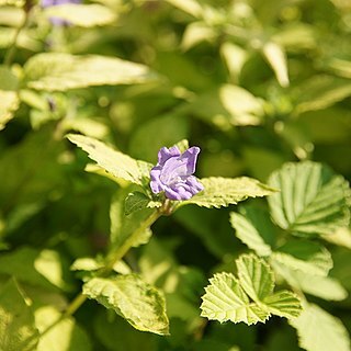 Strobilanthes oligantha unspecified picture