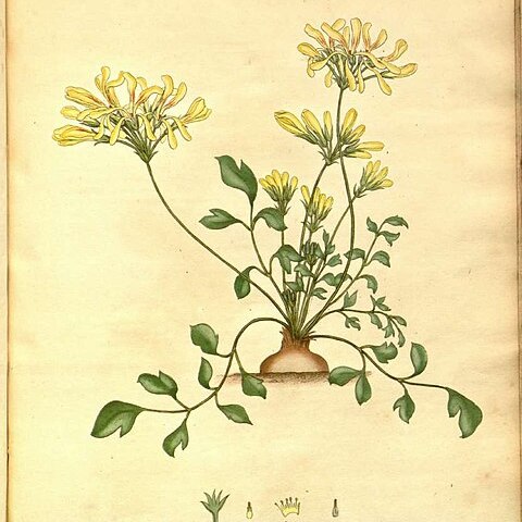 Pelargonium luteum unspecified picture