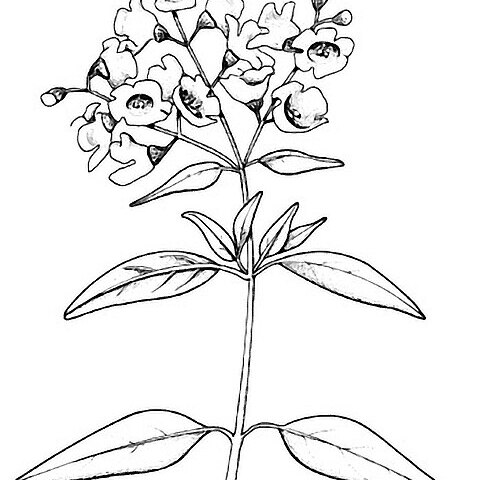 Prostanthera cineolifera unspecified picture