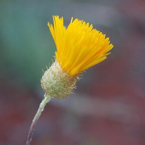 Podolepis canescens unspecified picture