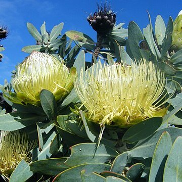 Protea nitida unspecified picture