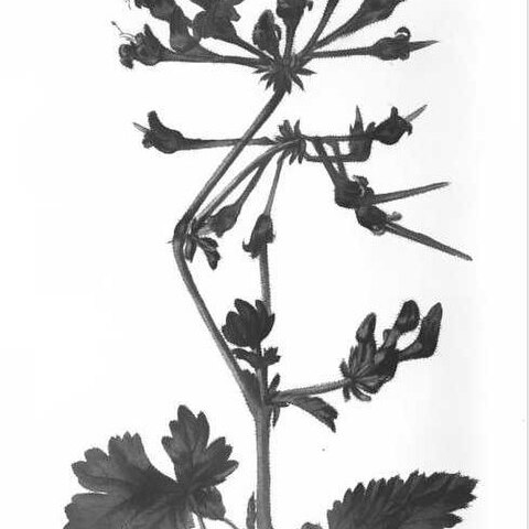 Pelargonium fulgidum unspecified picture