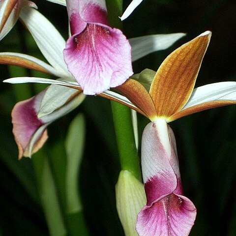 Phaius tankervilleae var. australis unspecified picture