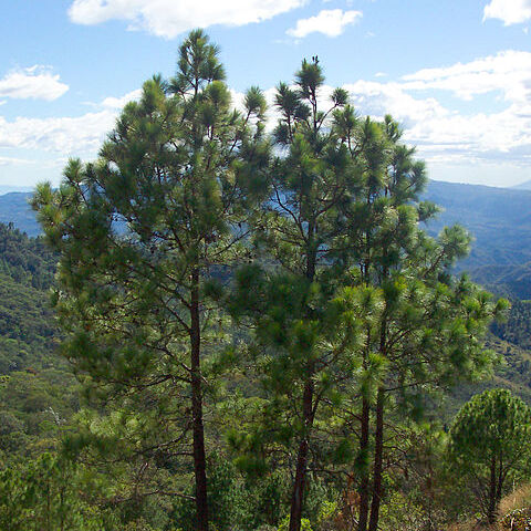 Pinus oocarpa unspecified picture