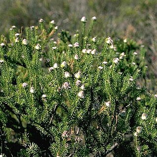 Petrophile scabriuscula unspecified picture