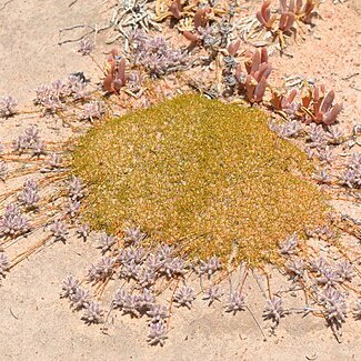 Ptilotus fasciculatus unspecified picture