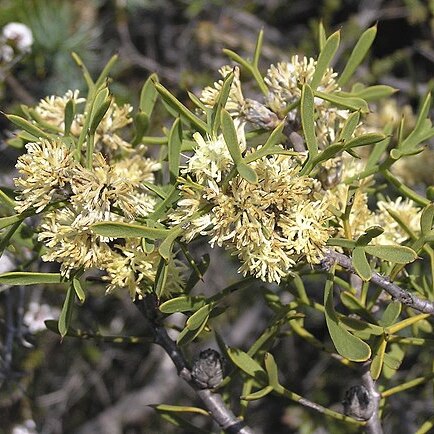 Petrophile squamata unspecified picture