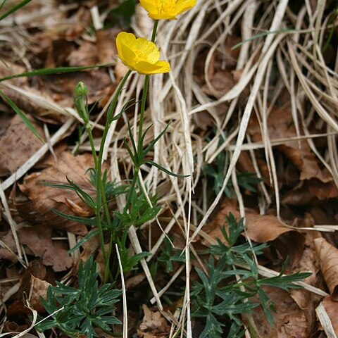 Ranunculus pollinensis unspecified picture