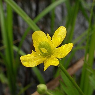 Ranunculus cantoniensis unspecified picture