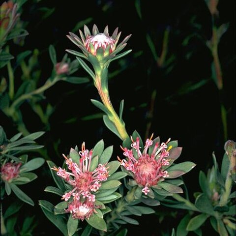 Isopogon buxifolius unspecified picture