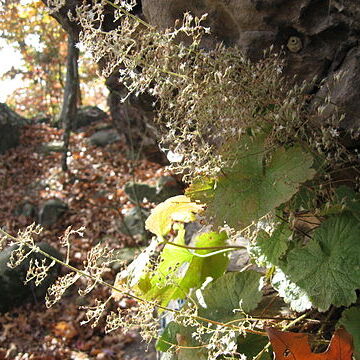 Heuchera parviflora unspecified picture