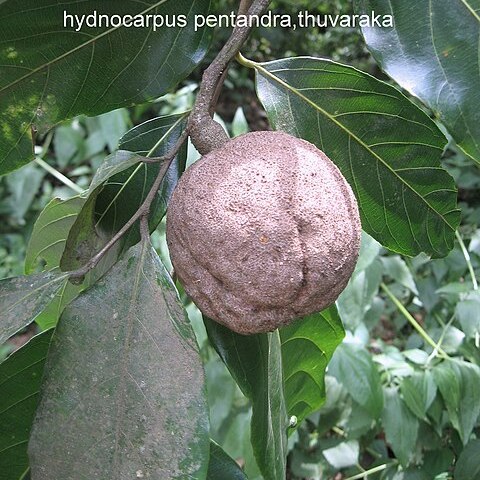 Hydnocarpus pentandrus unspecified picture