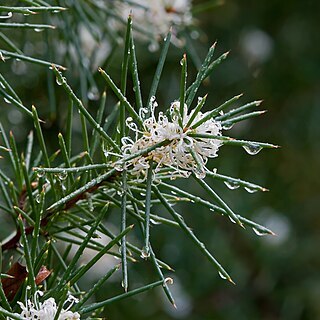 Hakea decurrens unspecified picture