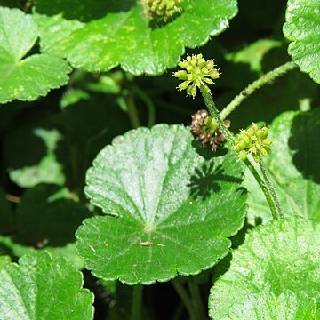 Hydrocotyle bonplandii unspecified picture