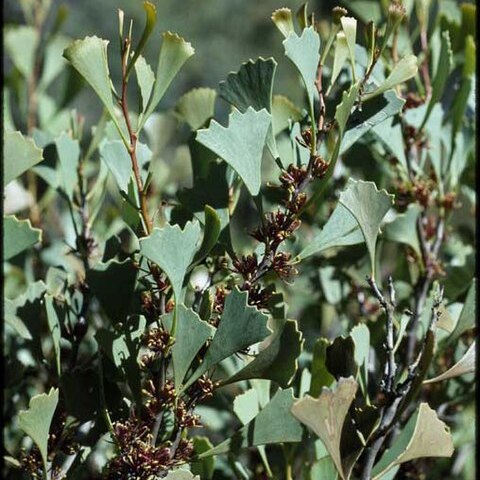 Hakea flabellifolia unspecified picture