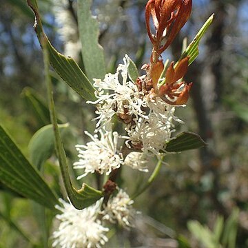 Hakea laevipes unspecified picture