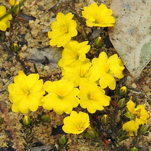 Hibbertia pustulata unspecified picture