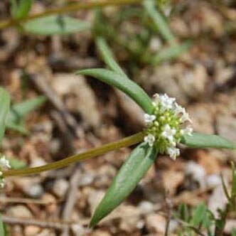 Mitracarpus polycladus unspecified picture