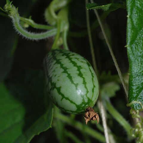 Melothria scabra unspecified picture