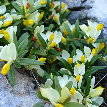 Polygaloides chamaebuxus unspecified picture