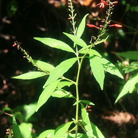 Odontonema rubrum unspecified picture