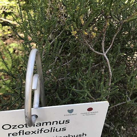 Ozothamnus reflexifolius unspecified picture