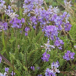 Oxytropis coerulea unspecified picture