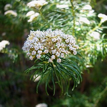 Ozothamnus rogersianus unspecified picture