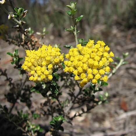 Ozothamnus obcordatus unspecified picture