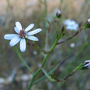 Olearia suffruticosa unspecified picture