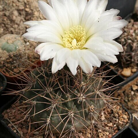 Gymnocalycium unspecified picture