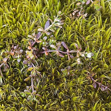 Galium antarcticum unspecified picture