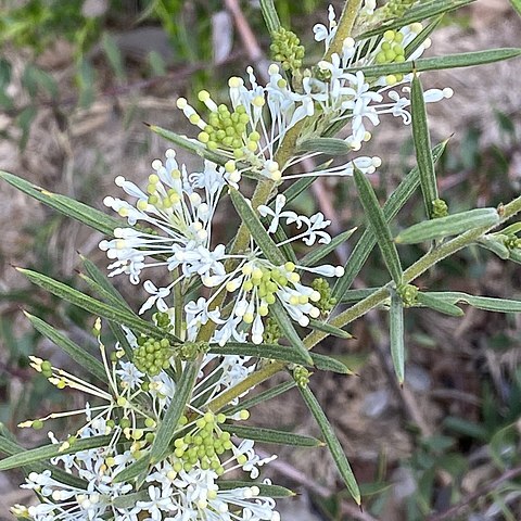 Grevillea biternata unspecified picture