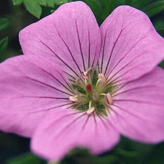 Geranium pylzowianum unspecified picture