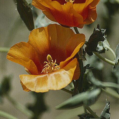 Glaucium grandiflorum unspecified picture