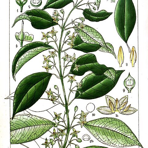 Gardneria ovata unspecified picture