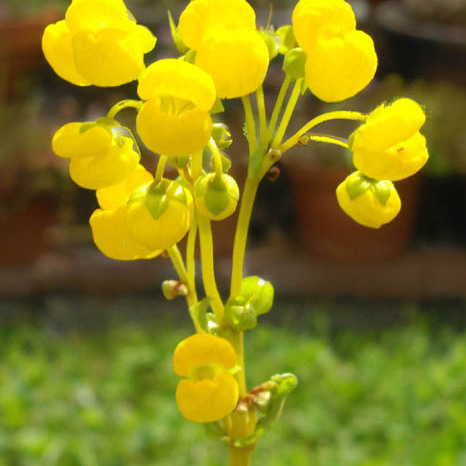 Calceolaria corymbosa unspecified picture