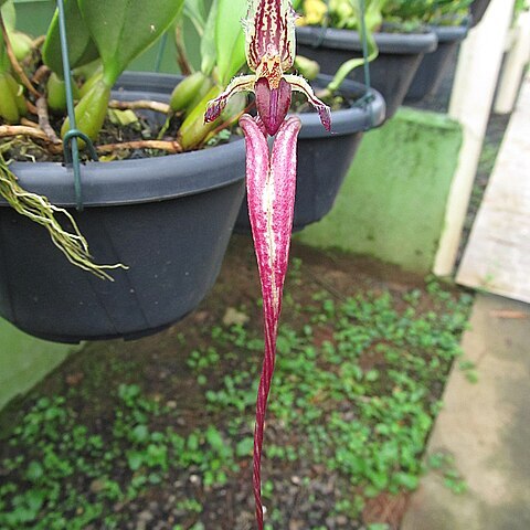 Bulbophyllum fascinator unspecified picture