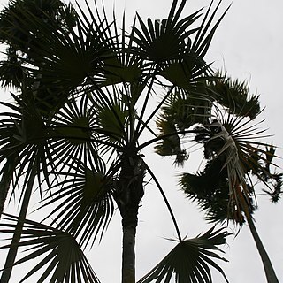 Coccothrinax inaguensis unspecified picture