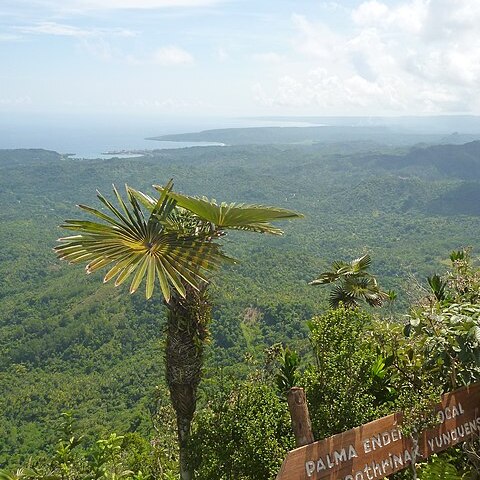 Coccothrinax yunquensis unspecified picture