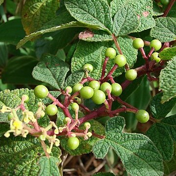 Cissus duarteana unspecified picture