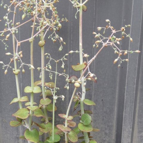 Crassula cordata unspecified picture