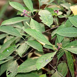 Chassalia curviflora unspecified picture