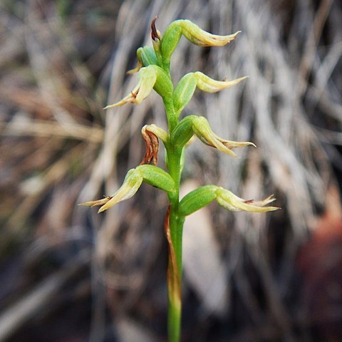 Genoplesium cornutum unspecified picture